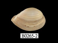 藏品(臺灣抱蛤)的圖片